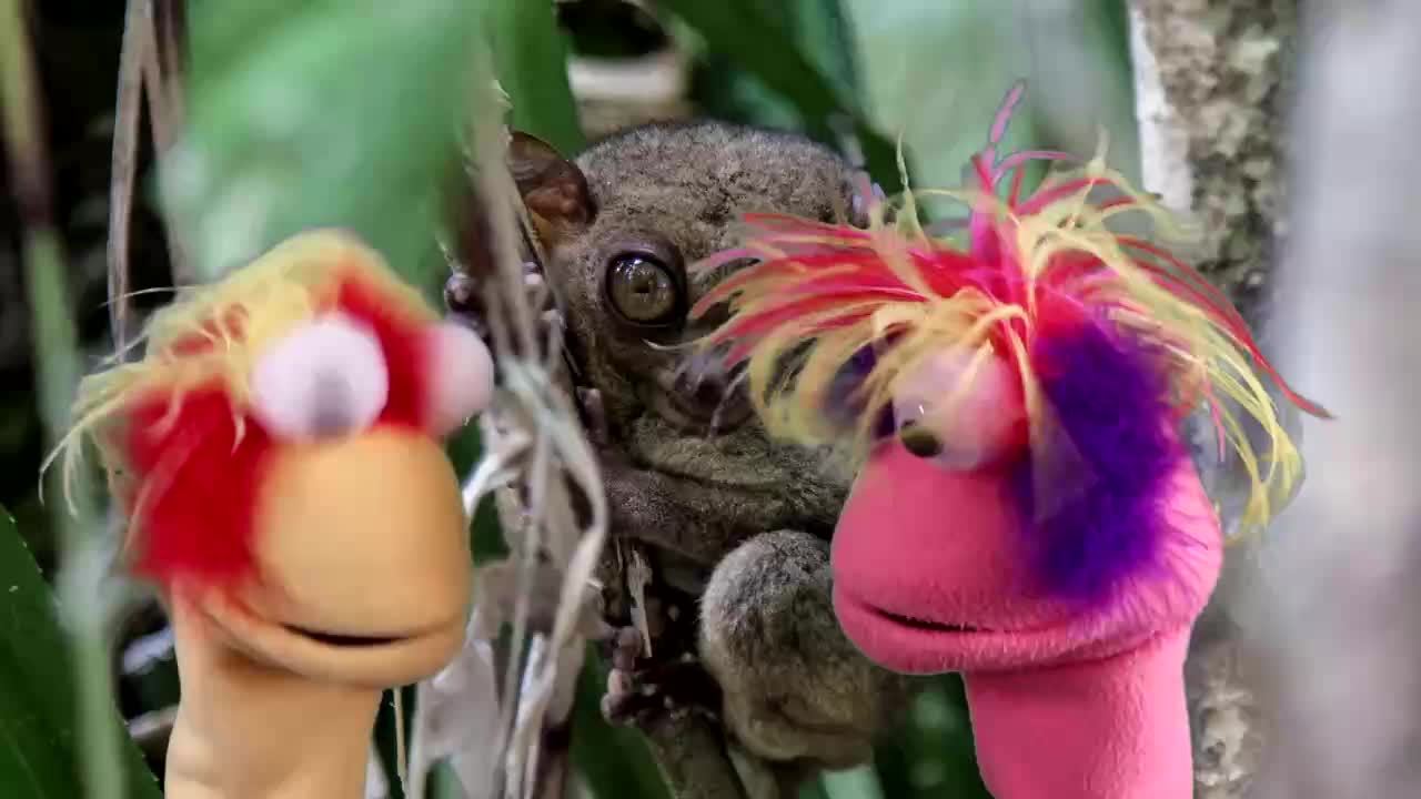 Two colorful puppets with fluffy hair lean in towards a wide-eyed tarsier clinging to a branch. The puppets' heads are blurred, suggesting they are moving quickly to get a closer look.
