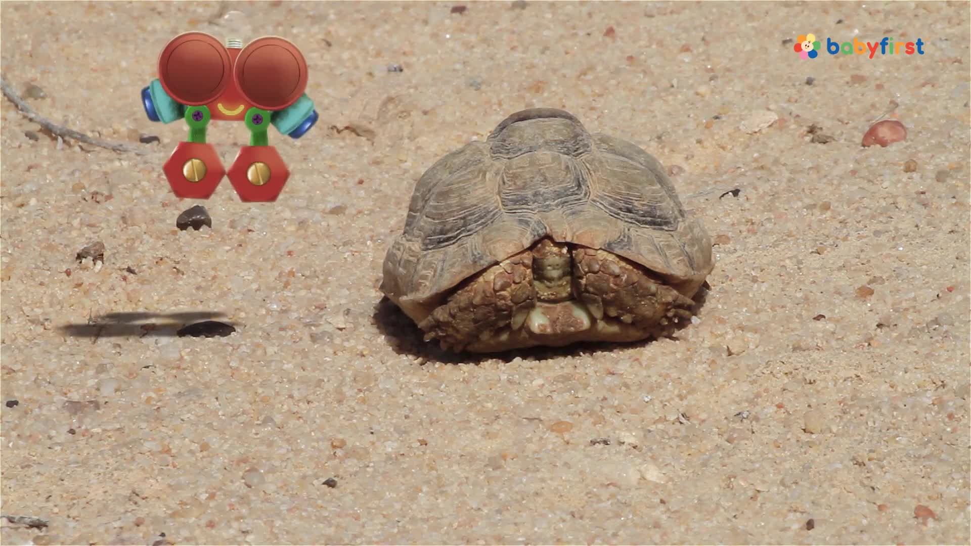 A cartoon robot hovers above the sand, casting a shadow. Beside it, a tortoise sits still, its head tucked inside its shell.
