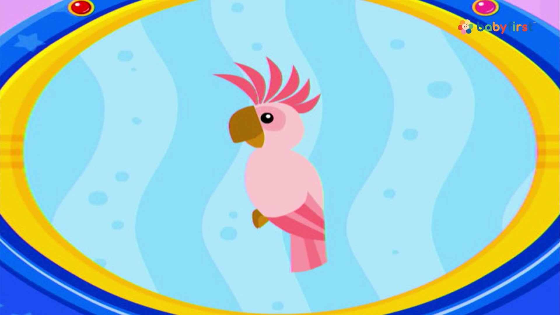 A pink cartoon parrot with a spiky crest is centered in a blue oval. The background has wavy lines, and the BabyFirst logo is in the top right corner.
