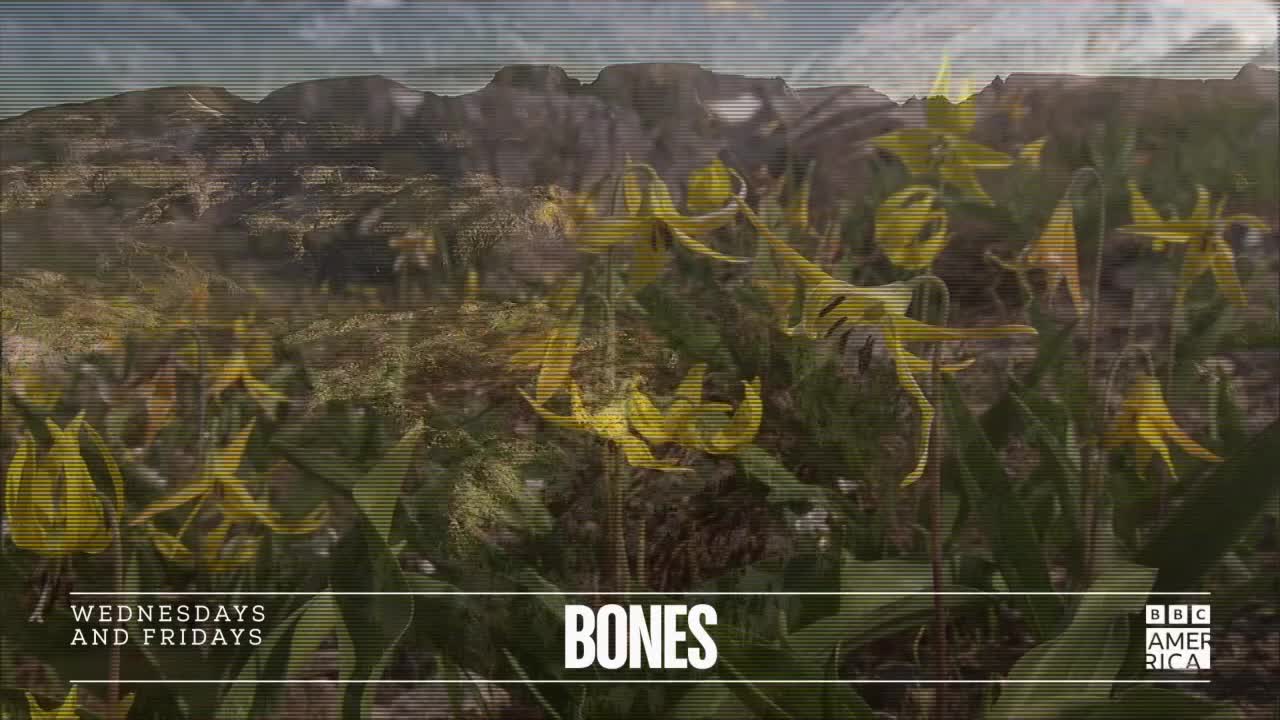 Yellow wildflowers sway gently in the foreground, with a mountain range visible in the distance. The BBC America logo and "BONES" are displayed at the bottom of the screen.
