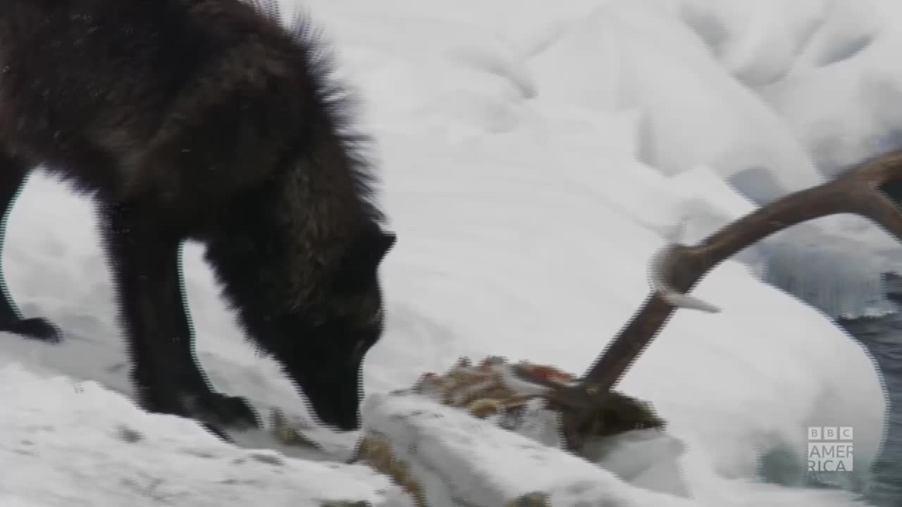 A dark wolf bends low over a carcass, its head nearly touching the frozen ground. A large antler juts out of the snow, near the edge of a stream, as seen on BBC America.
