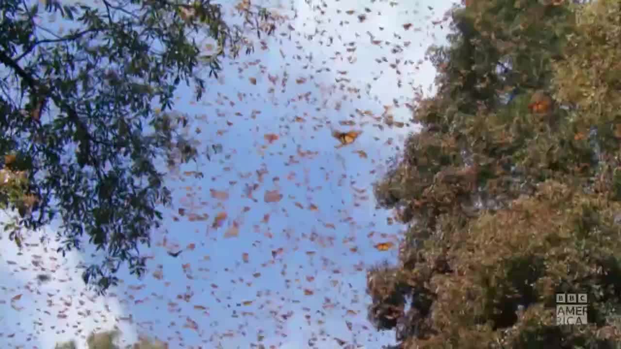 Monarch butterflies, with their orange and black wings, fill the sky, flitting around the trees. The BBC America logo is in the corner.
