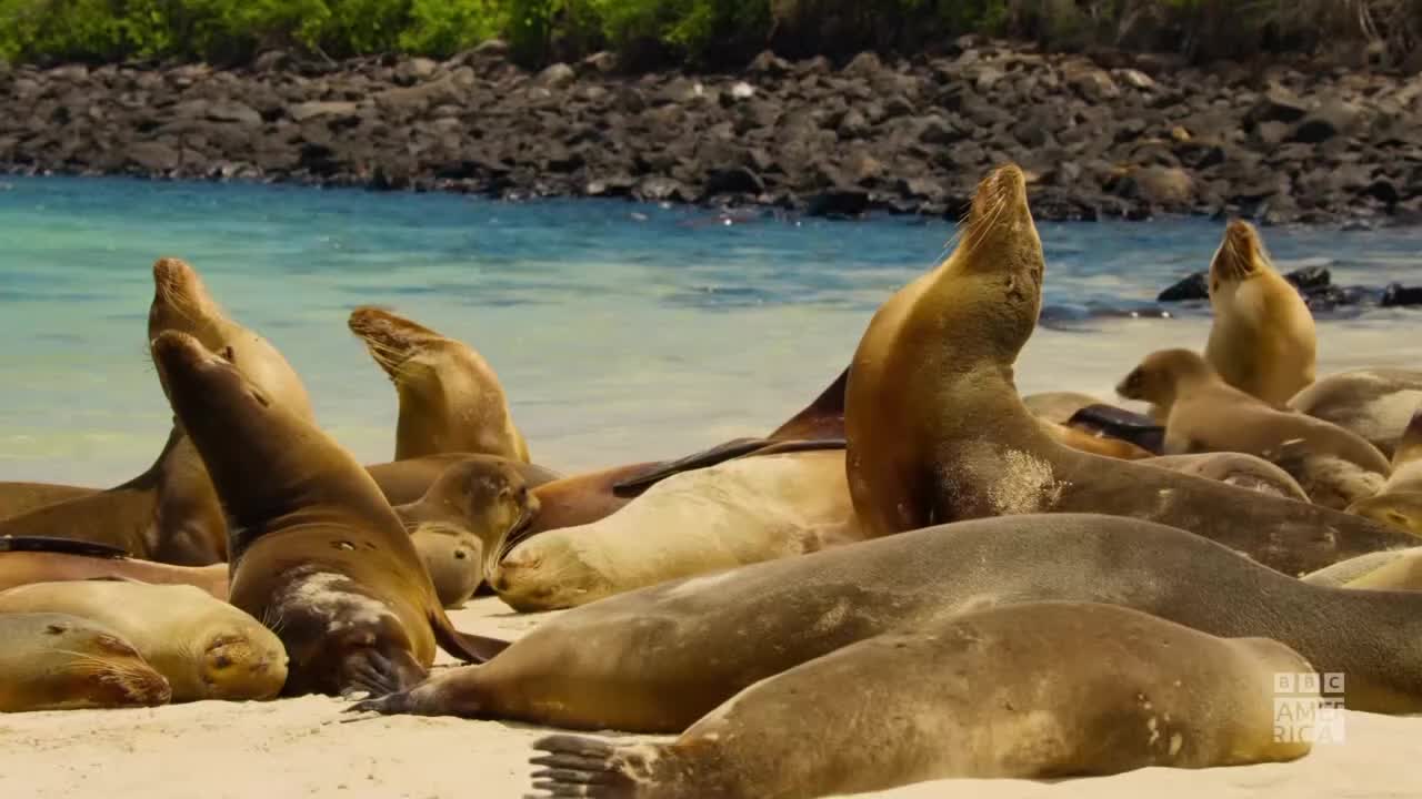 The sun is hitting the backs of several sea lions, and some are lifting their heads. A few pups are nestled in the sand amongst the larger animals.
