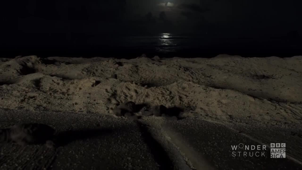 Tiny turtle hatchlings are making their way across the sand, leaving tracks in the dark. The moon reflects on the water, guiding them toward the sea.
