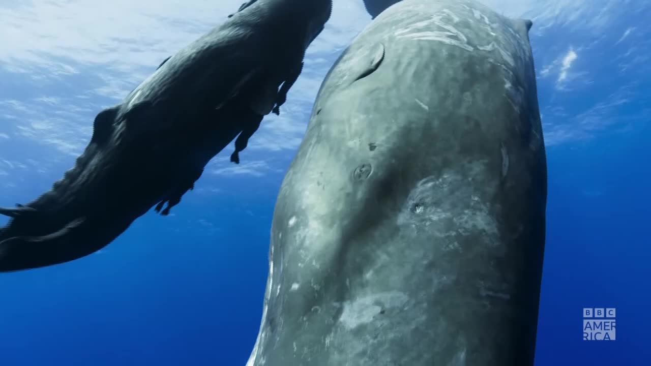 Two massive sperm whales glide through the deep blue water, one close to the camera. The other whale, dark and sleek, swims alongside, its form silhouetted against the sunlit surface.
