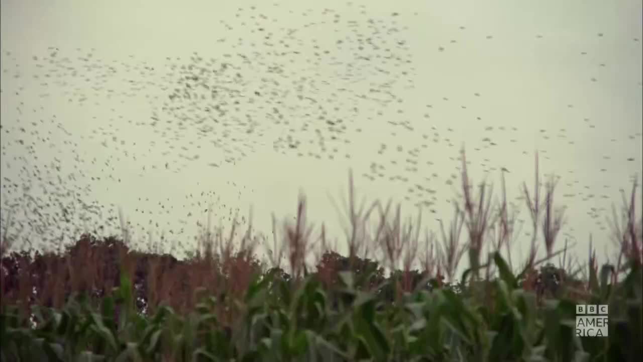 A massive flock of birds fills the sky above a cornfield. They're all moving in a swirling mass, like a dark cloud against the overcast sky.
