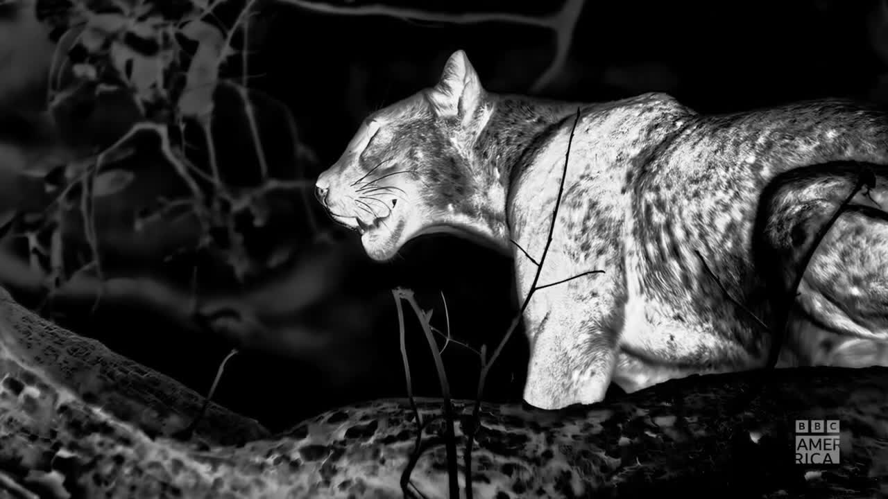 A spotted cat, lit by a spotlight, rests on a branch, its mouth slightly open. The BBC America logo is visible in the corner.
