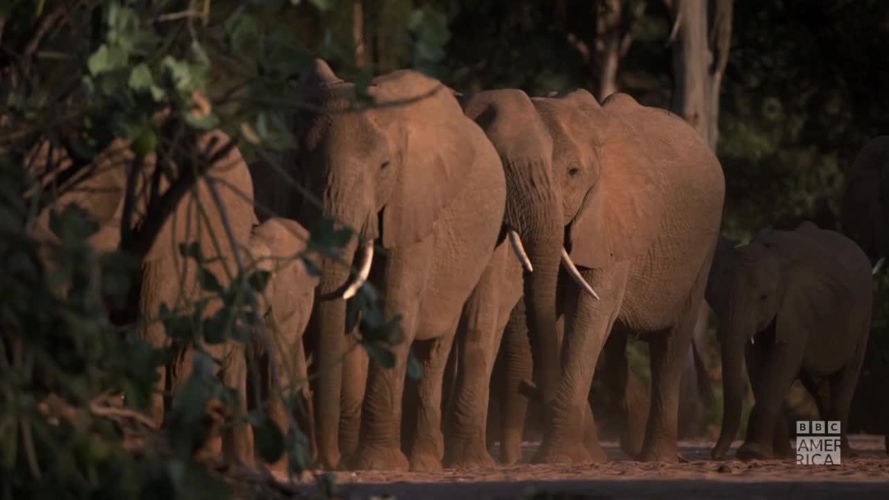 A herd of elephants, illuminated by the sun, moves through the brush. The BBC America logo is visible in the corner.
