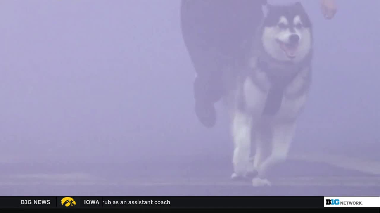 A husky, black and white, bounds forward, tongue lolling, as a person's legs blur behind it. The Big Ten Network logo is visible in the bottom right corner.
