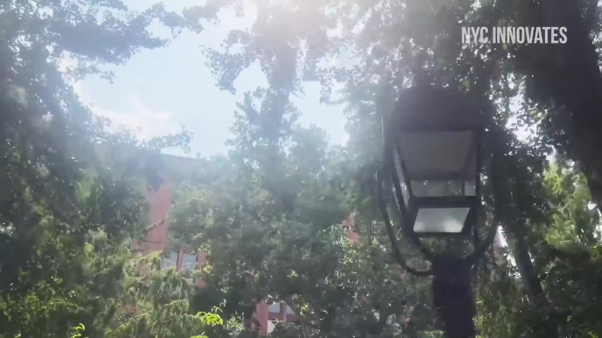 Sunlight streams through the leaves, illuminating a dark lamppost. The top of a building peeks through the trees.
