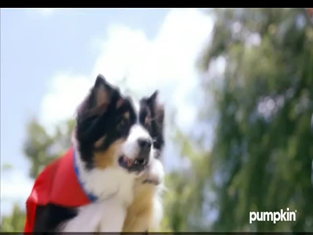 Two dogs, one wearing a red cape, are gazing off-camera. The scene is set outdoors, with a bright sky and trees in the background.
