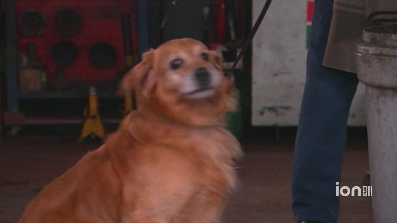 A golden-colored dog, on a leash, looks up with a slightly tilted head. The dog seems to be in a garage or workshop, with a person standing nearby.

