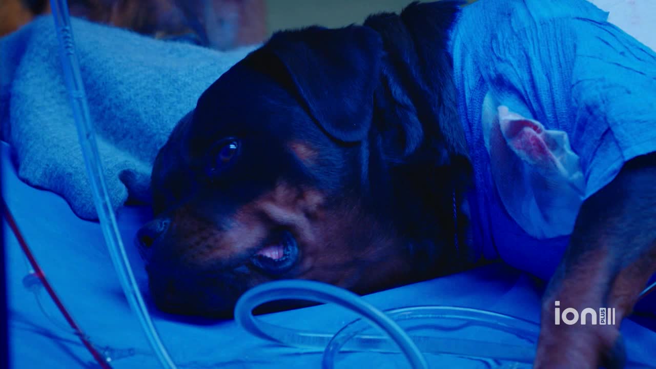 A Rottweiler lies on a hospital bed, its head resting on a blue blanket. A bandage is wrapped around its side, and a clear tube snakes across the scene.
