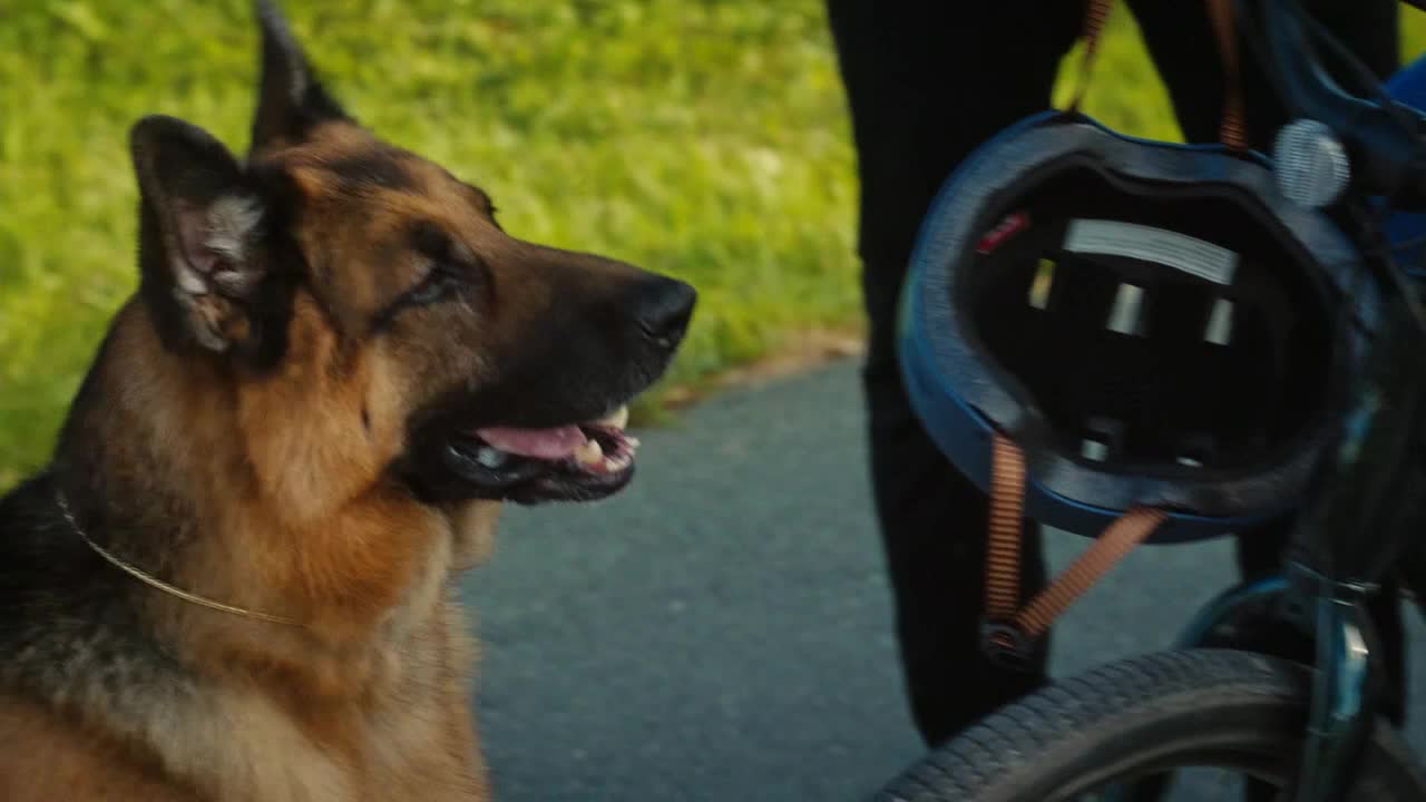 A German Shepherd, panting slightly, looks toward the right. A blue helmet hangs from the handlebars of a bicycle.
