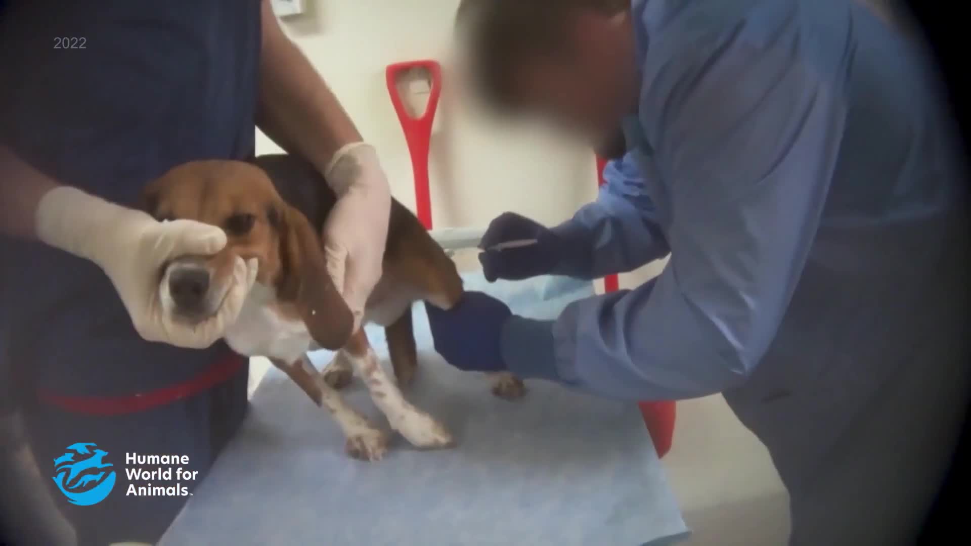 A beagle is held steady while a gloved hand prepares to give it a shot. The scene appears to be filmed for a segment on Jewish Life Television, focusing on animal welfare.
