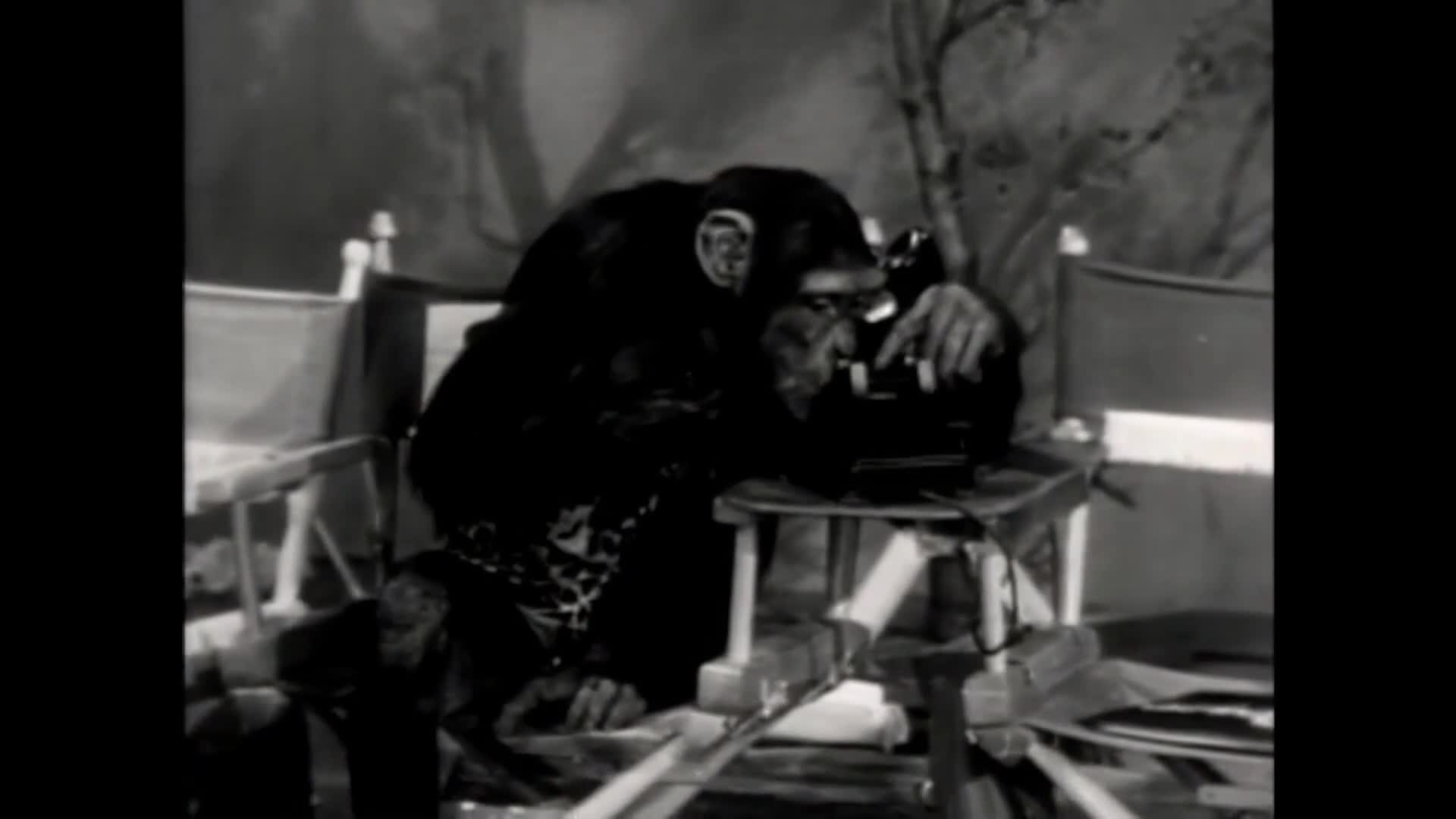 A chimpanzee, wearing a patterned vest, leans over a camera on a tripod. Its hand is poised over the controls, as if ready to film.