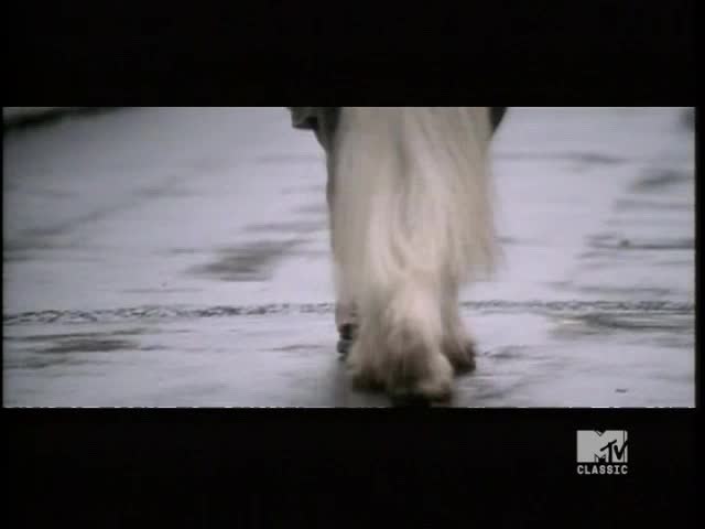 A dog's shaggy legs and paws are walking across a wet, reflective surface. The scene is a grainy, black and white shot, like a classic MTV video.
