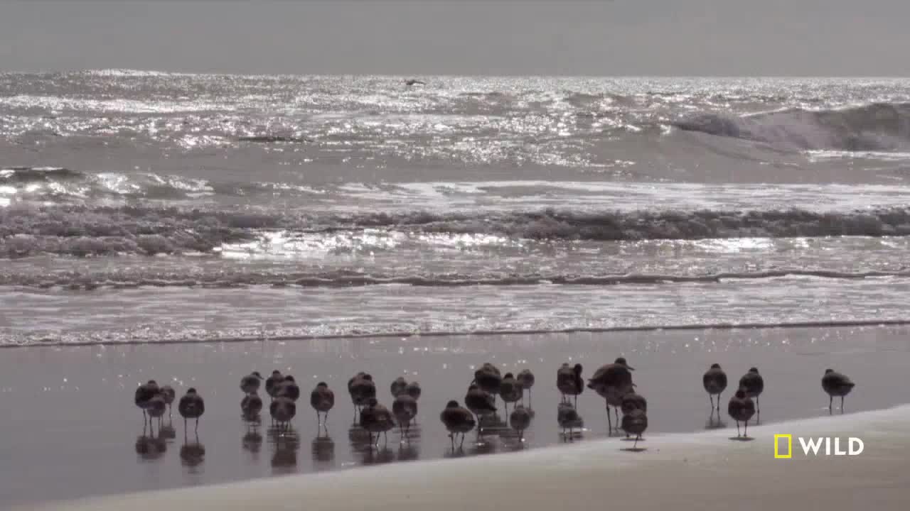 Waves crash onto the shore, their foamy crests reflecting sunlight. A flock of small birds stands still on the wet sand, seemingly unfazed by the ocean's rhythm.
