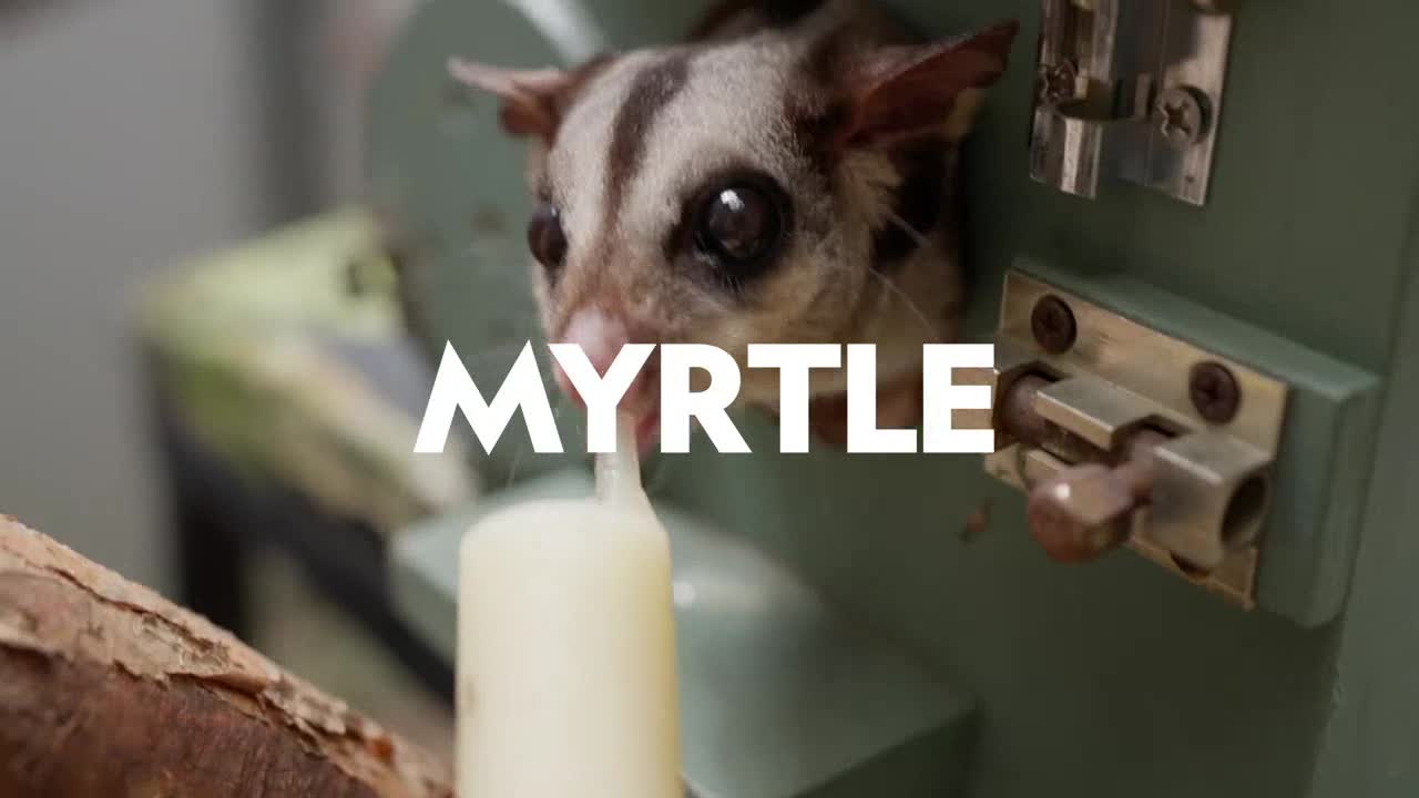Myrtle, a sugar glider, is being bottle-fed. She peers out from her enclosure, her big eyes fixed on the bottle's tip.
