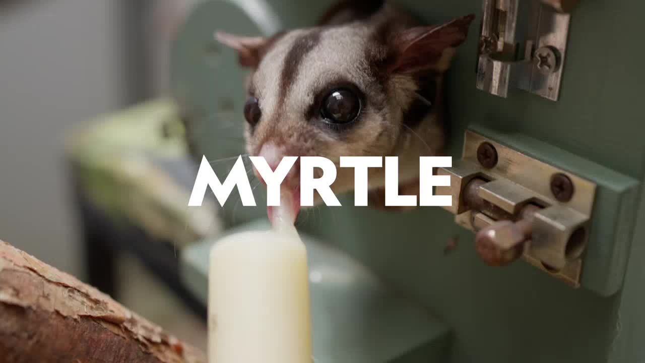 A sugar glider, labeled "Myrtle," peers out from a small opening, its dark eyes focused on a bottle. It's drinking from the bottle, surrounded by the hardware of a cage.

