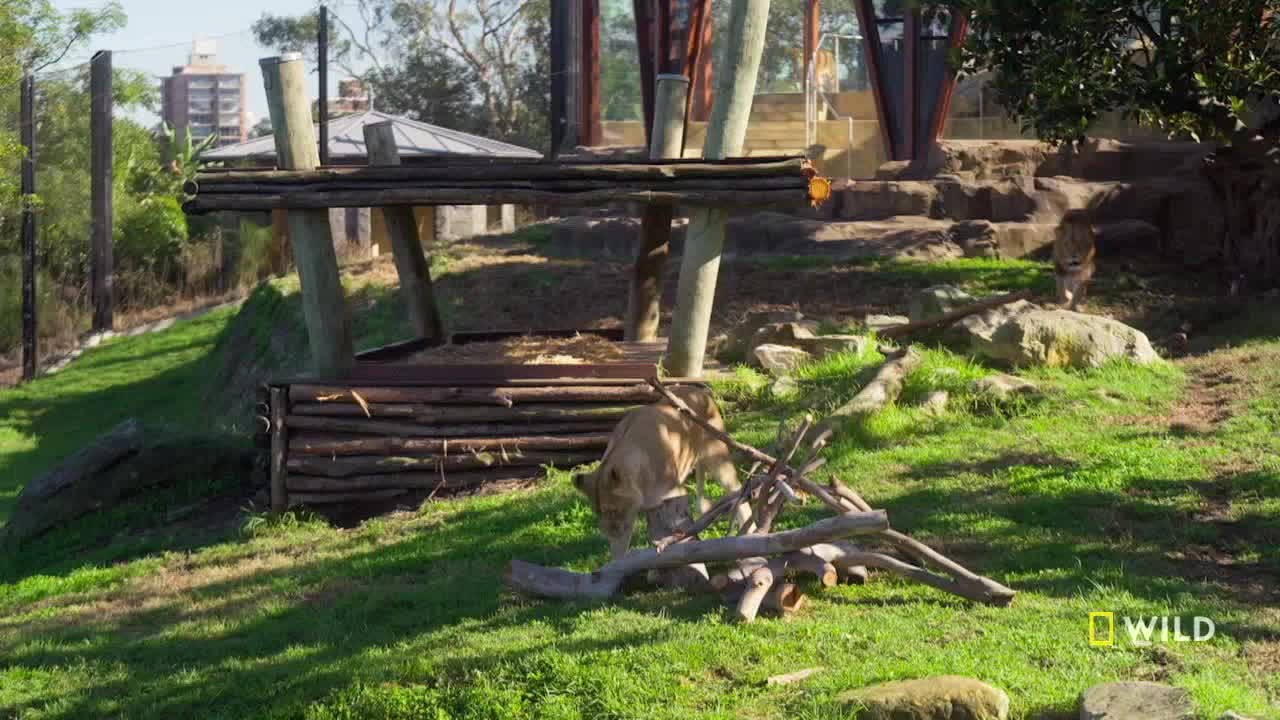 A young lion, light brown and slender, sniffs at a pile of branches on the grass. Another lion, slightly darker, walks along a rocky ledge in the background.
