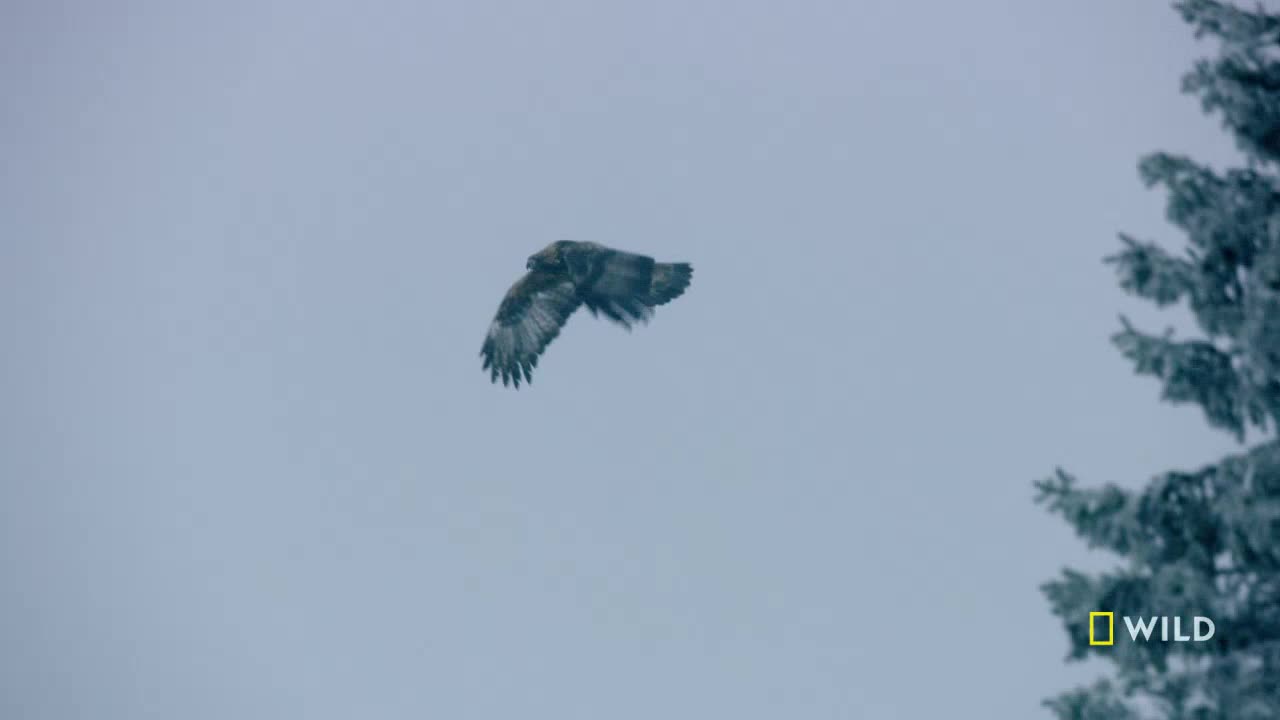 An eagle, wings spread, soars through a gray sky. The bird's dark feathers contrast with the pale backdrop, and a frosted evergreen tree stands to the right.
