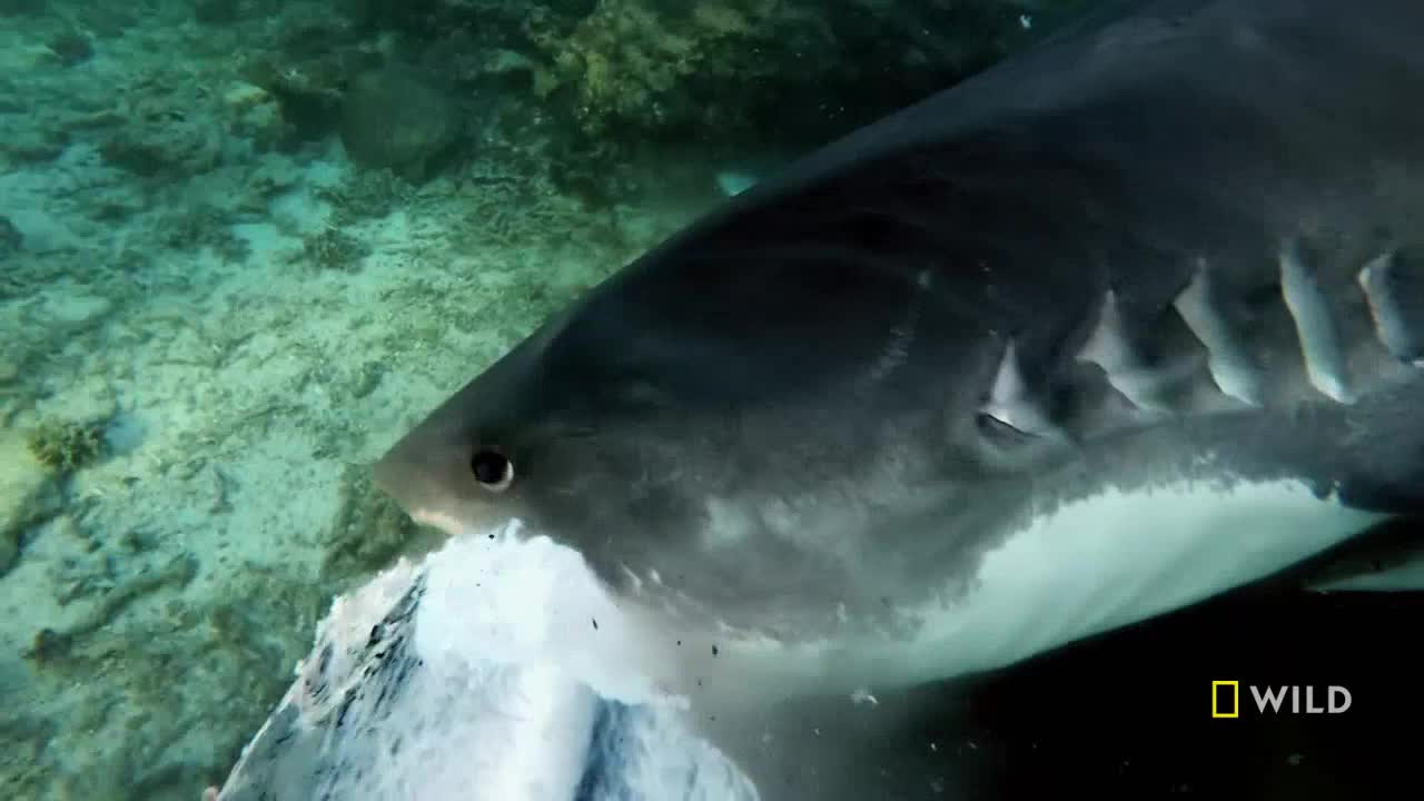 A large shark, its dark gray body contrasted by white markings, is partially submerged. Its jaws grip a white object, likely food, as it glides through the water.
