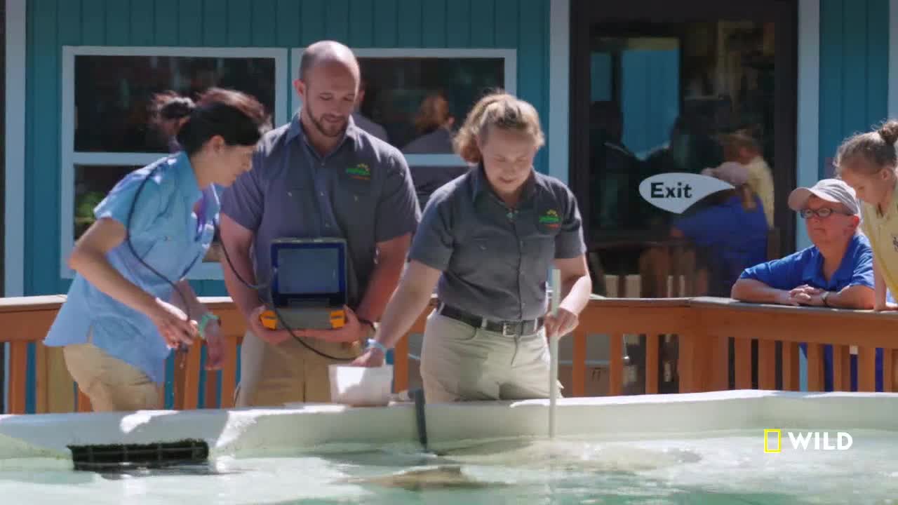 Three people in matching shirts are gathered around a shallow pool, with one holding a small device. A woman in the center is carefully using a long, thin tool, likely to measure the water, as seen on National Geographic Wild in the United States.

