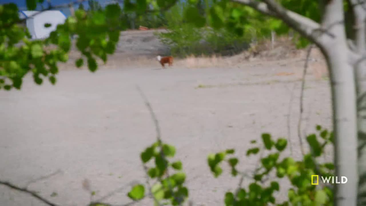 A brown and white cow is trotting across a dusty track. The animal kicks up a small cloud of dust as it moves through the open space.
