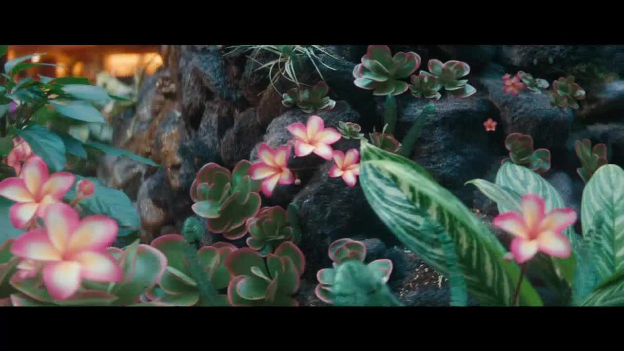 Pink and white flowers with yellow centers bloom amidst green succulents and patterned leaves. The flowers are set against a dark, rocky background.
