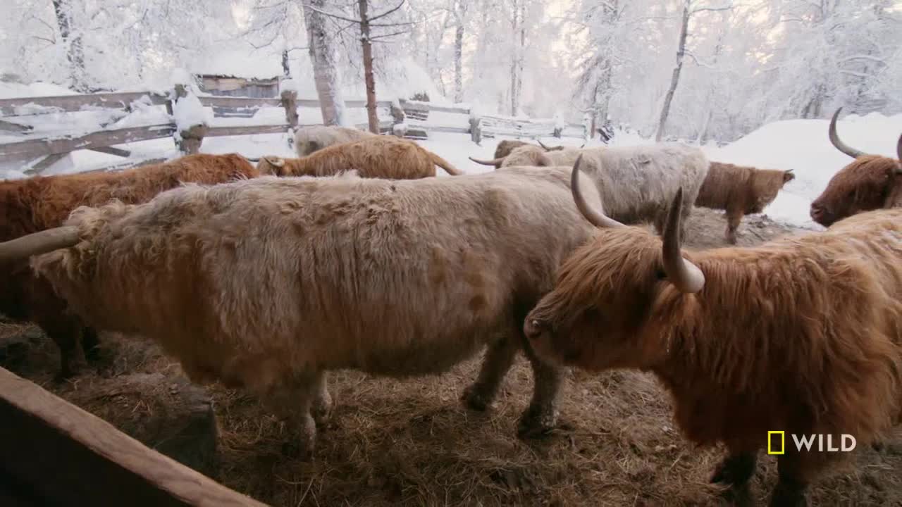 A herd of shaggy Highland cattle huddle together inside a wooden enclosure. Fluffy coats of cream and brown are visible against the snowy backdrop of a winter landscape.
