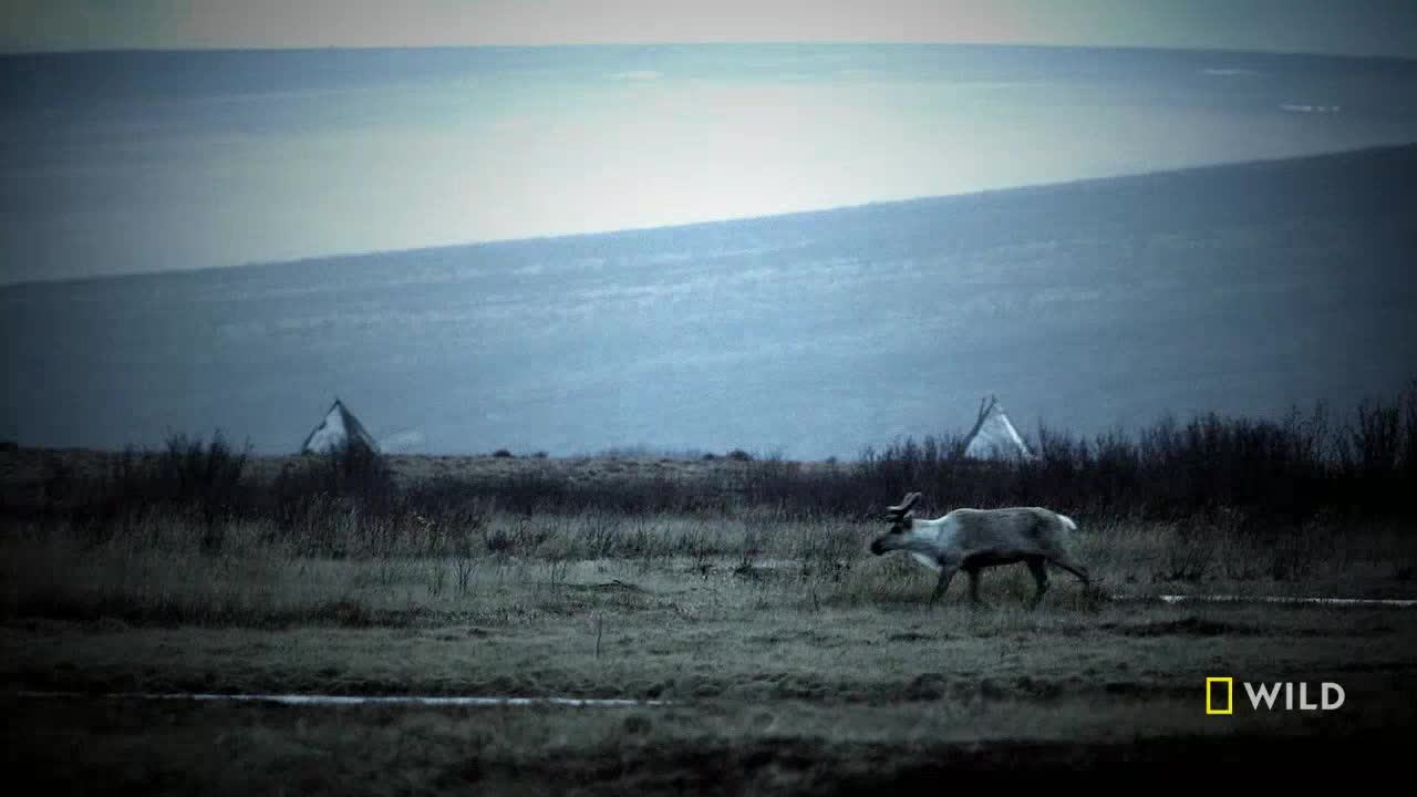 A caribou strides across the damp tundra, its antlers silhouetted against the distant, hazy hills. In the background, two small, white structures stand near the edge of the landscape.
