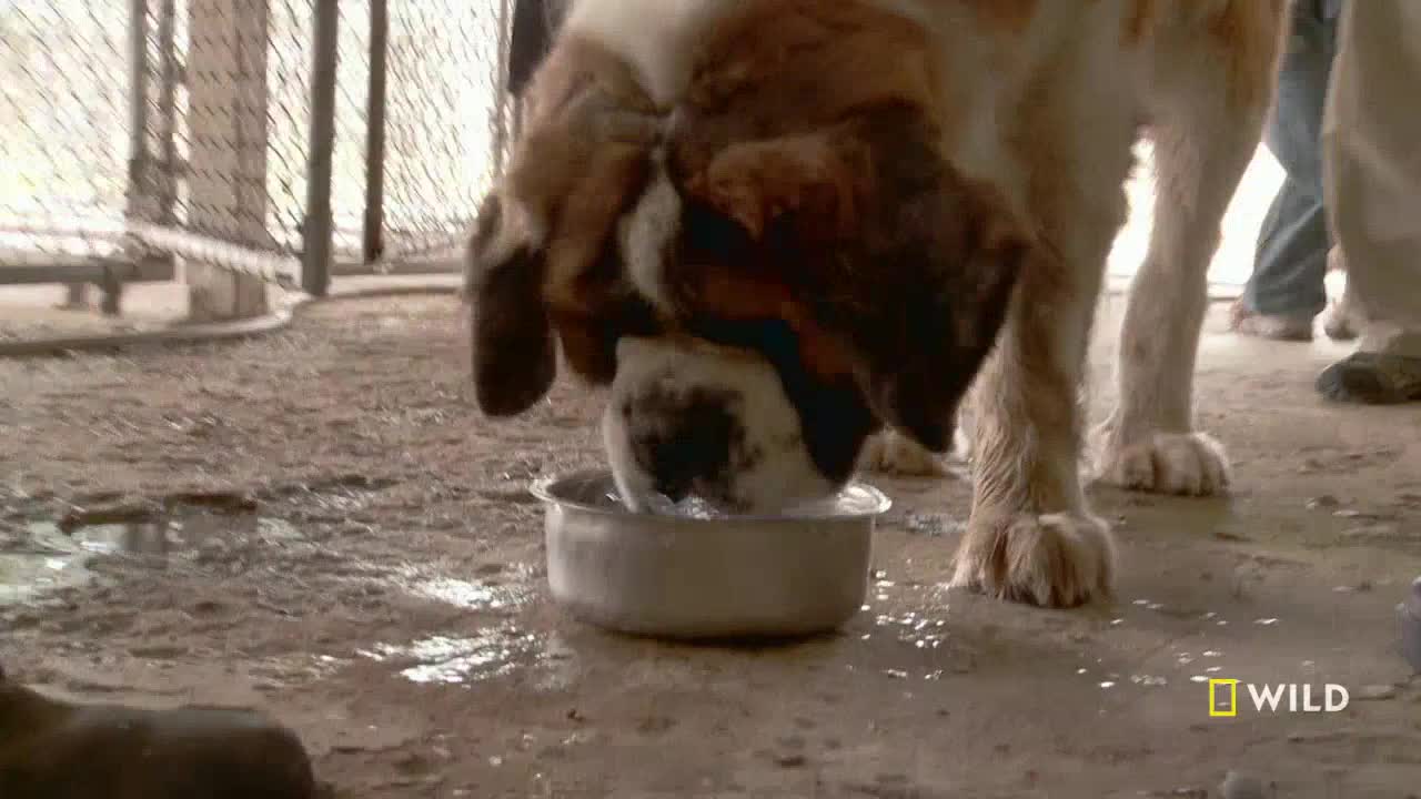 A large Saint Bernard laps water from a metal bowl, its face partially submerged. Water drips from its jowls onto the concrete floor, and the National Geographic Wild logo is visible in the corner.
