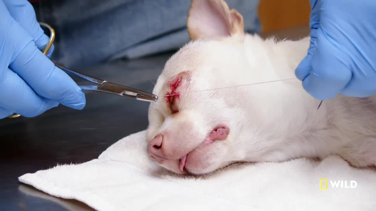 A veterinarian, wearing blue gloves, carefully sutures a wound above the eye of a small dog. The dog lies still on a white towel, its eye closed, as the needle pierces the skin.
