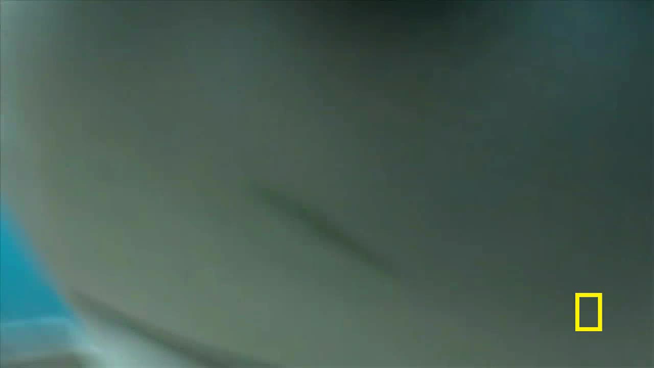 A large, pale shape moves across the frame, its surface marked by a dark, elongated streak. The National Geographic logo sits in the bottom right corner, suggesting this is a glimpse of something underwater.

