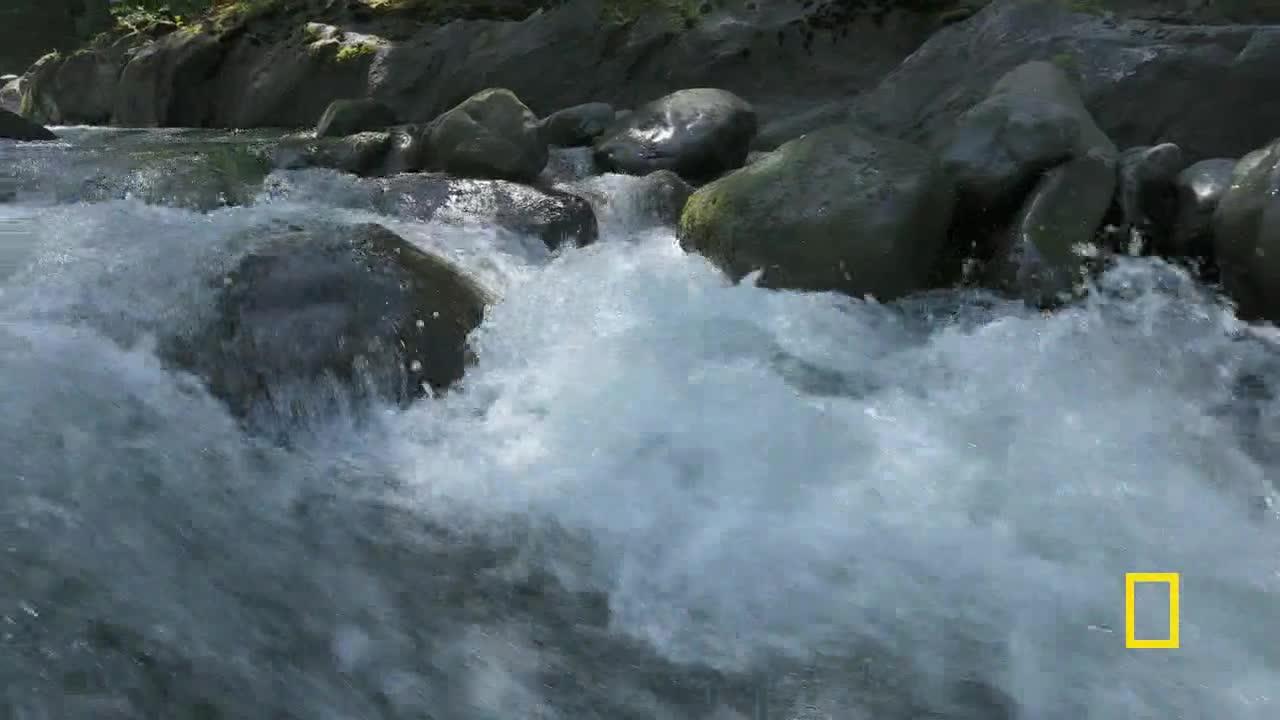 Water rushes over and around large, dark rocks, creating white froth and churning movement. The river flows rapidly, its surface a mix of foamy white and shadowed blues and grays.
