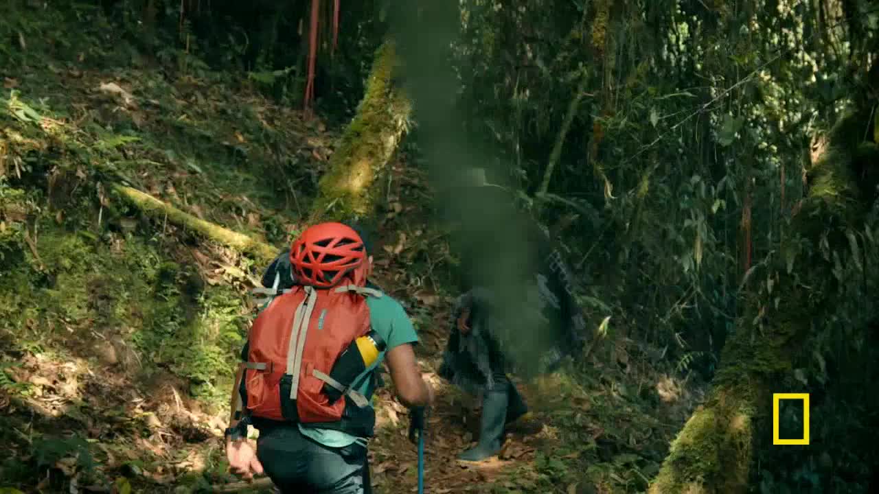 Someone in a bright orange pack and helmet hikes up a mossy trail, followed by a figure obscured by a green cloud. The dense foliage of the forest surrounds them, typical of the United States, as seen in National Geographic.
