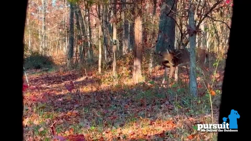 A buck with a full rack of antlers emerges from the trees, its body partially obscured by the trunks. The ground is covered in fallen leaves, and the light filters through the autumn foliage.
