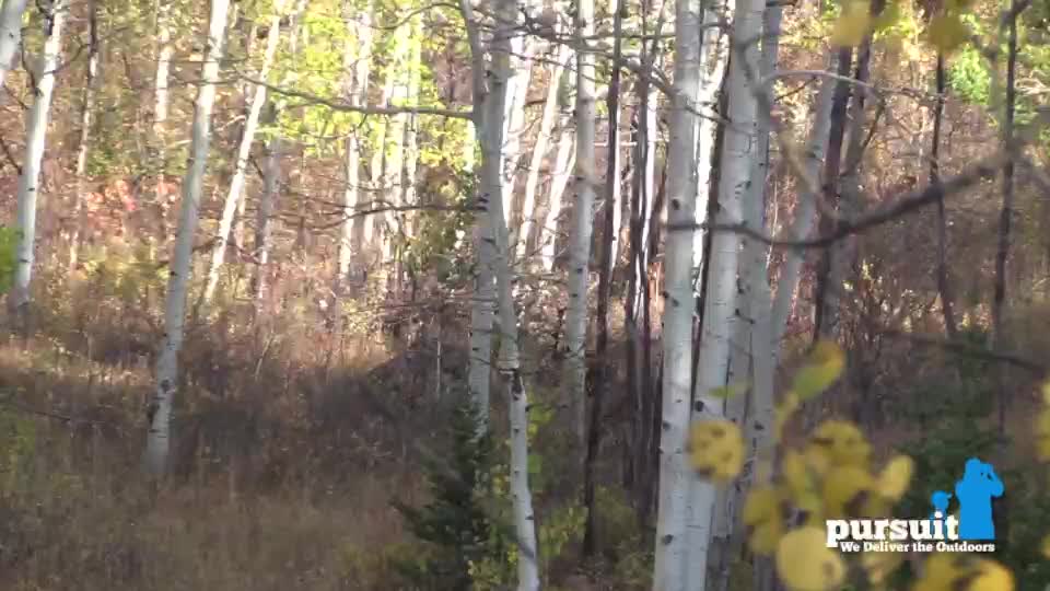 Sunlight filters through a forest of tall, white-trunked trees, their leaves tinged with autumn colors. The logo for Pursuit Channel is visible in the lower right corner.
