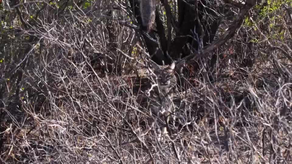 A bobcat peers out from the dense, tangled branches of a bush. Its spotted coat blends with the shadows, making it difficult to spot.
