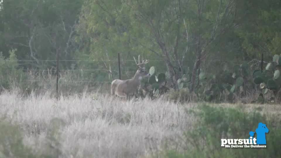 A buck with a large rack stands in a field, close to a fence and some prickly pear cactus. The Pursuit Channel logo is in the bottom right corner.
