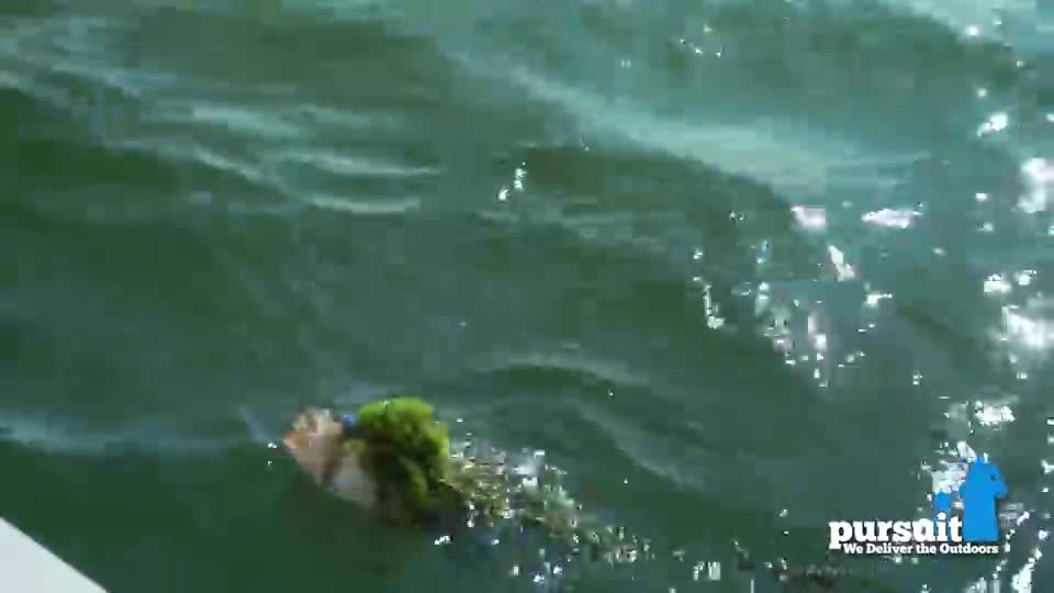 A mass of green algae floats on the water's surface, bobbing gently with the waves. The Pursuit Channel logo is visible in the bottom right corner.
