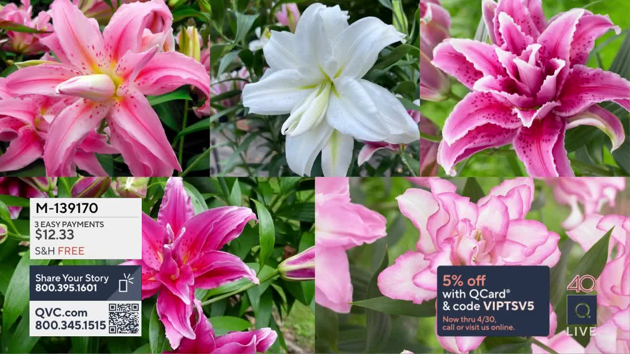 A collage of lilies, some bright pink with speckled petals and others pure white, fills the screen. A QVC graphic displays a product code and payment options for the flowers.