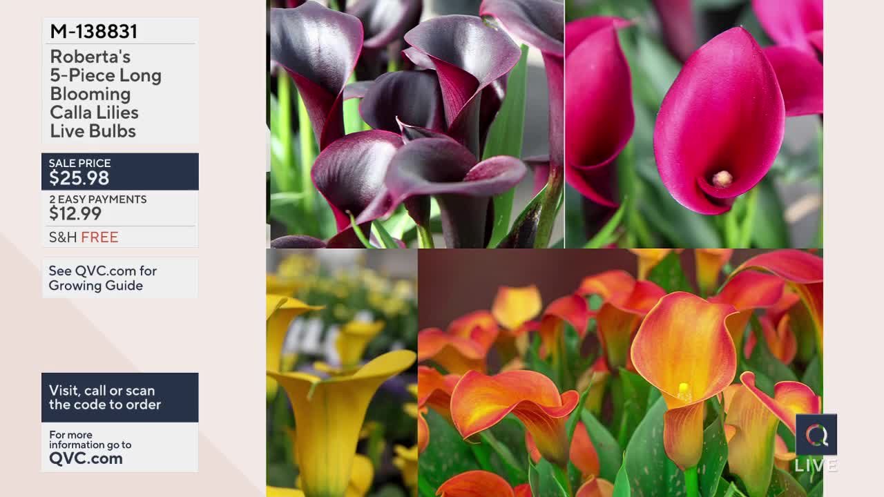 Dark purple calla lilies stand tall, their velvety petals catching the light. Nearby, vibrant magenta blooms unfurl, their trumpet shapes elegant and striking.