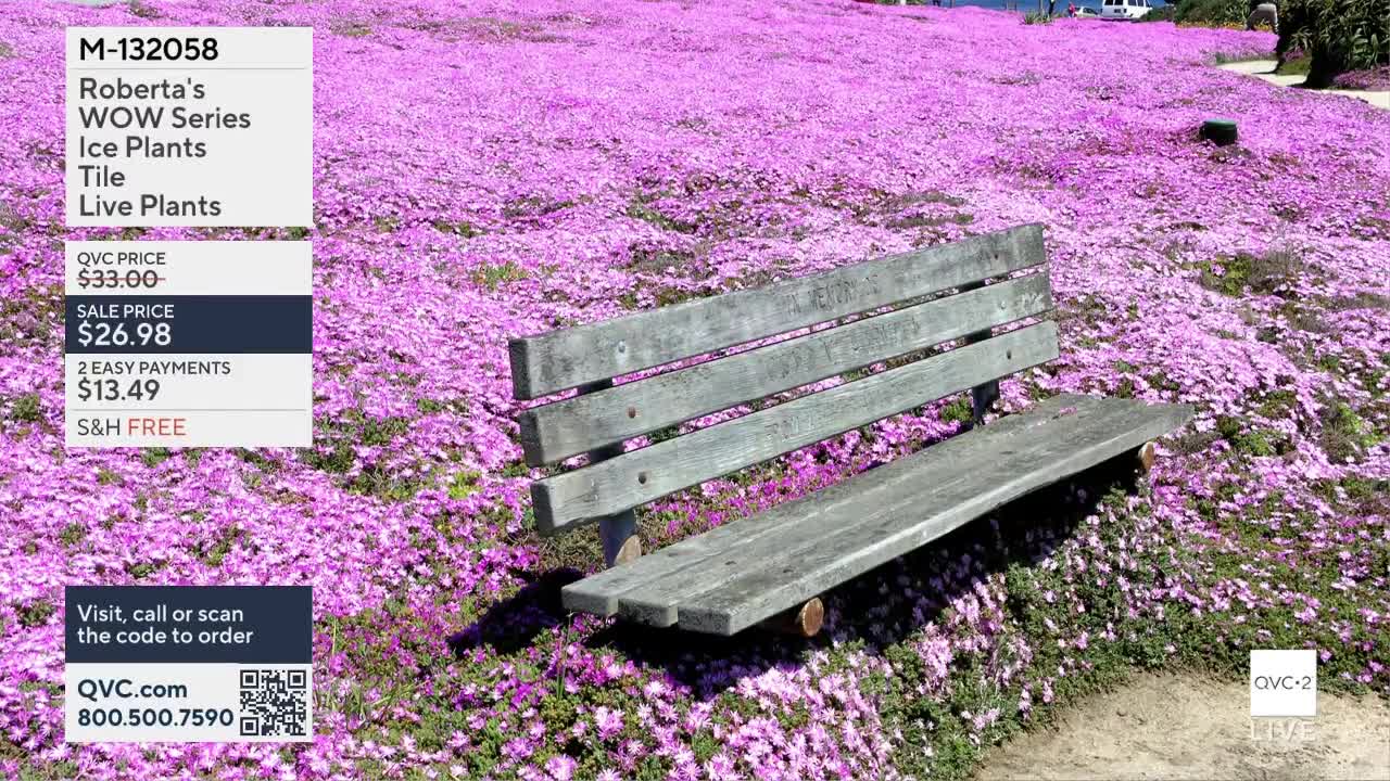 A worn wooden bench sits in a field of vibrant pink ice plants. The QVC2 logo and ordering information are displayed on the left side of the screen.