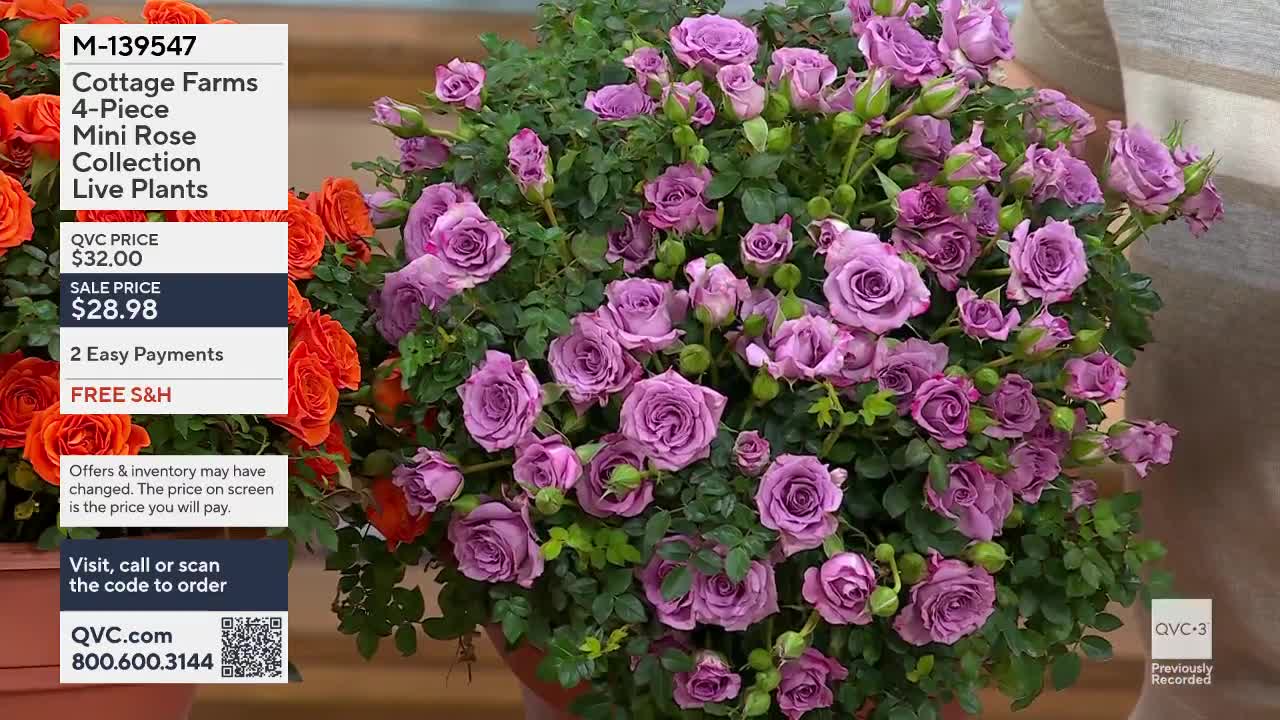 A dense cluster of miniature lavender roses fills the frame. Beside them, a smaller grouping of vibrant orange roses peeks out.