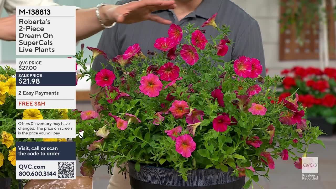 A hand gestures over a pot overflowing with vibrant pink petunias. The QVC logo appears in the corner, indicating this is a product being presented on the shopping channel.