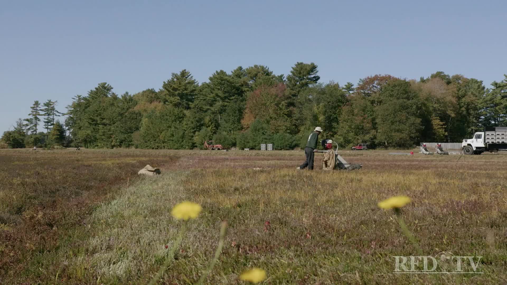 A man in a green jacket and hat is working a machine in a field of low-lying plants. Further back, a truck and other equipment sit near a line of trees under a bright blue sky, as seen on RFD-TV.
