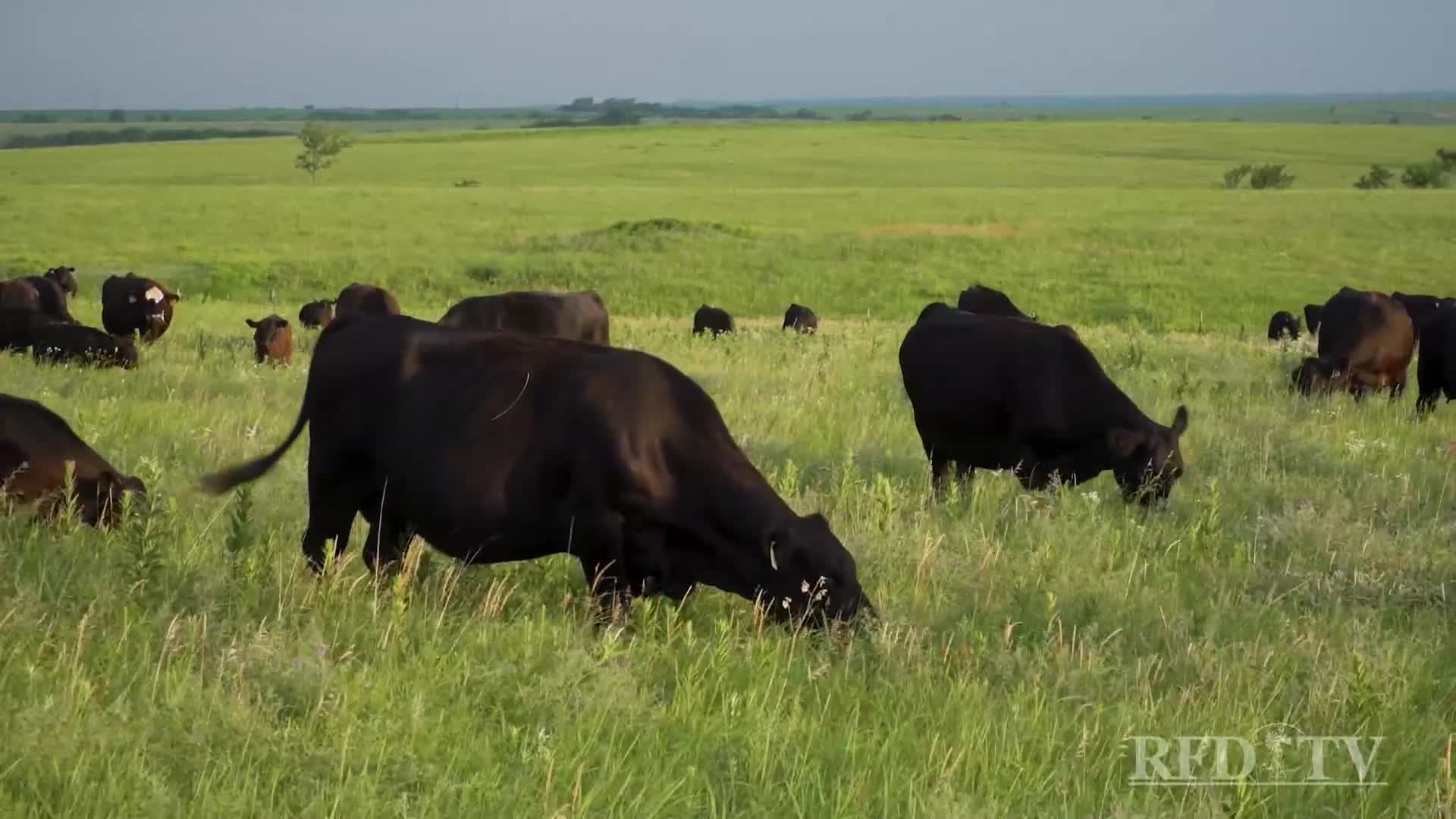 Black cattle graze peacefully in a vast green pasture. Several of them are bent low to the ground, heads down, eating grass.
