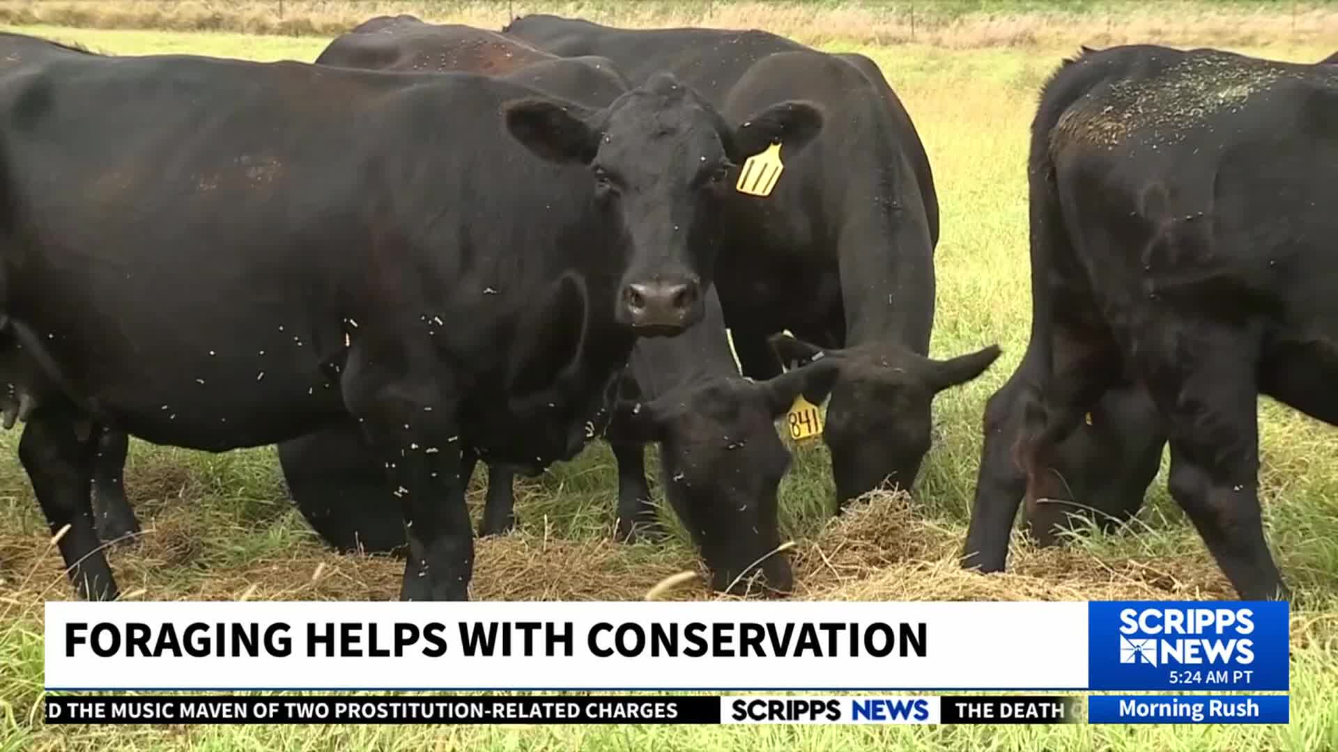 A small herd of black cows grazes on hay, their heads down. Yellow ear tags are visible as Scripps News reports on foraging and conservation in the United States.

